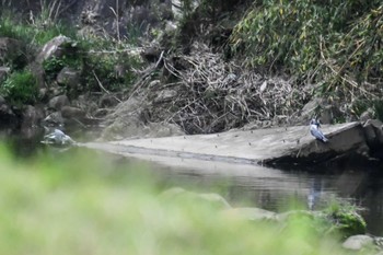 Crested Kingfisher 奈良 Sun, 4/28/2024