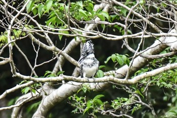 Crested Kingfisher 奈良 Sun, 4/28/2024