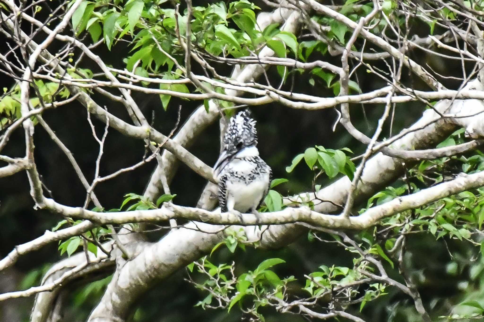 Photo of Crested Kingfisher at 奈良 by ひないつ☃️ⓨⓤⓚⓘ達磨改