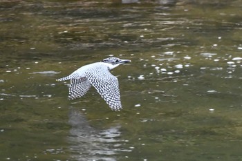 Crested Kingfisher 奈良 Sun, 4/28/2024