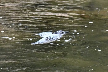 Crested Kingfisher 奈良 Sun, 4/28/2024