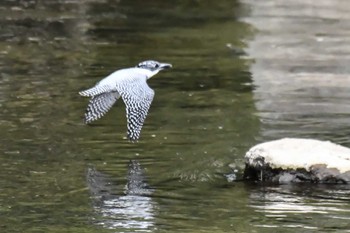 Crested Kingfisher 奈良 Sun, 4/28/2024