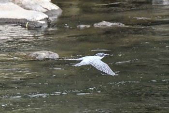 Crested Kingfisher 奈良 Sun, 4/28/2024