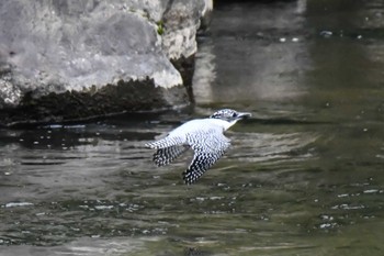 Crested Kingfisher 奈良 Sun, 4/28/2024