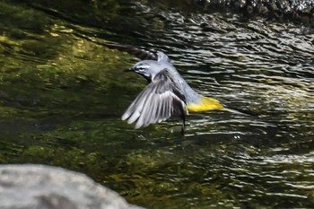 Grey Wagtail 奈良 Sun, 4/28/2024