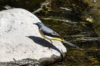 Grey Wagtail 奈良 Sun, 4/28/2024