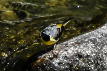 Grey Wagtail 奈良 Sun, 4/28/2024