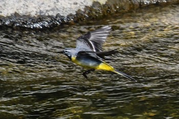 Grey Wagtail 奈良 Sun, 4/28/2024