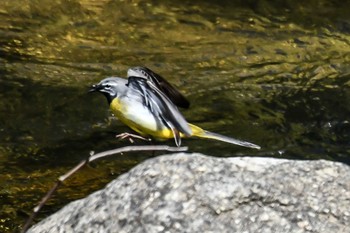 Grey Wagtail 奈良 Sun, 4/28/2024