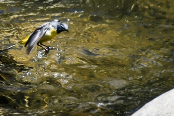 Grey Wagtail 奈良 Sun, 4/28/2024