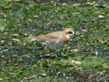 Siberian Sand Plover Yatsu-higata Sun, 4/28/2024