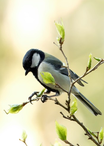 Japanese Tit アテビ平小鳥の森 Sun, 4/28/2024