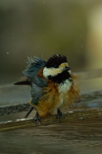 Varied Tit 長野県 Thu, 4/25/2024