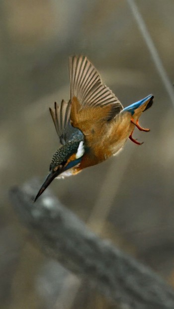 Common Kingfisher 長野県飯田市 Wed, 2/14/2024