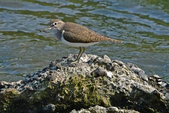 Common Sandpiper Aobayama Park Mon, 4/29/2024