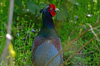 Green Pheasant Aobayama Park Mon, 4/29/2024