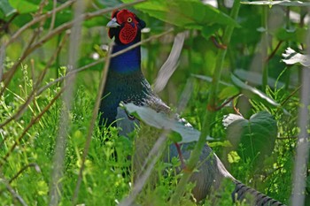 Green Pheasant Aobayama Park Mon, 4/29/2024