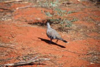 Crested Pigeon ユーラーラ Thu, 4/21/2016