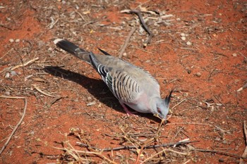 Crested Pigeon ユーラーラ Thu, 4/21/2016