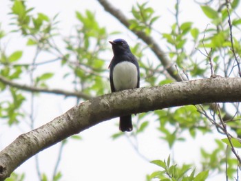 Blue-and-white Flycatcher 荒沢湿原 Fri, 4/26/2024