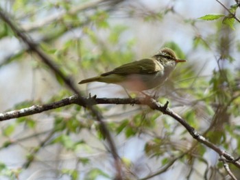 Eastern Crowned Warbler 山中湖文学の森 Fri, 4/26/2024