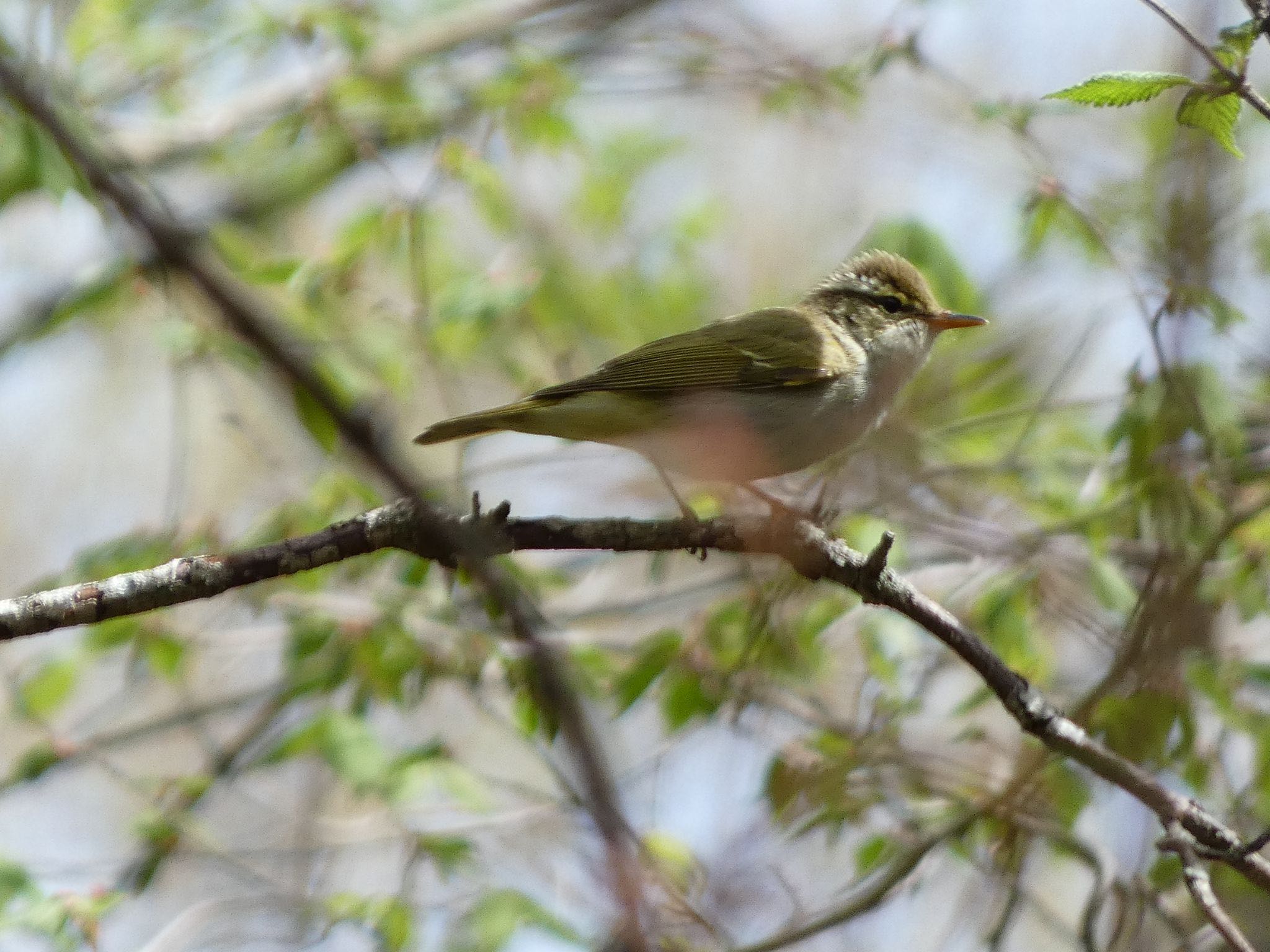 Photo of Eastern Crowned Warbler at 山中湖文学の森 by koshi