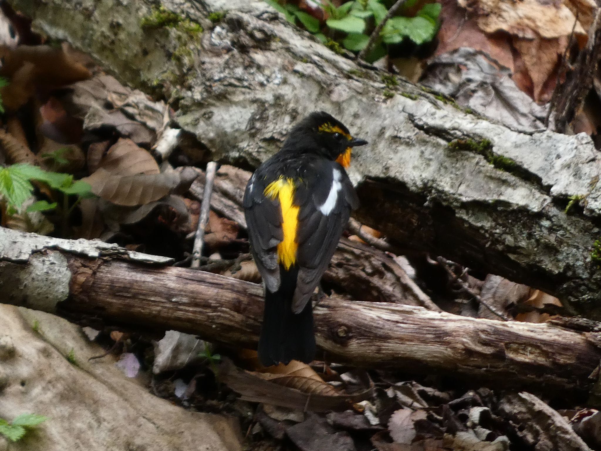 Photo of Narcissus Flycatcher at 大洞の水場 by koshi