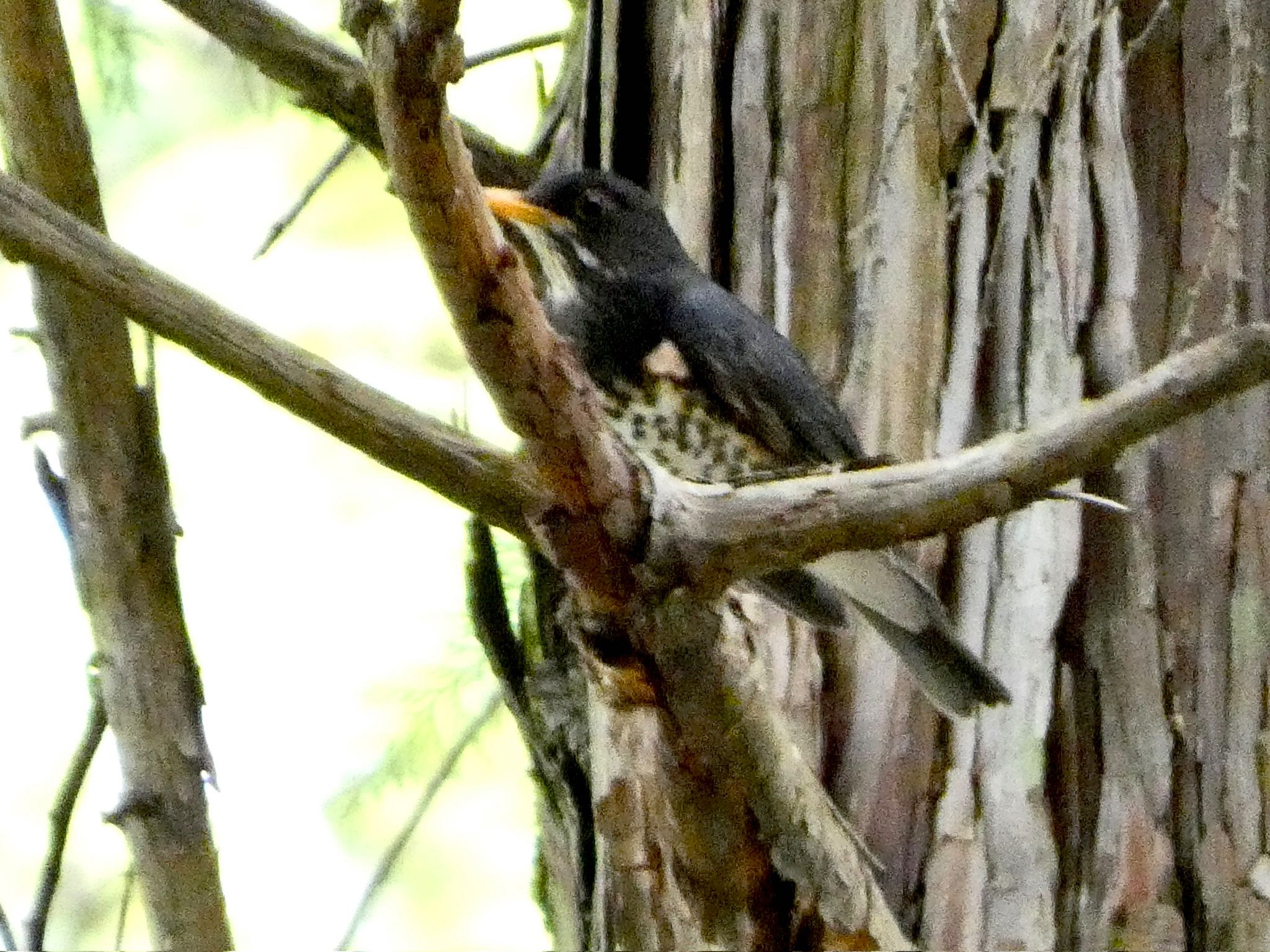 Photo of Japanese Thrush at 大洞の水場 by koshi