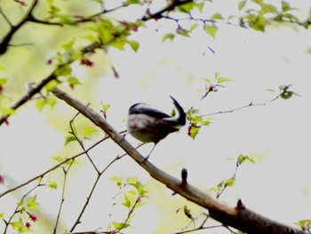 Long-tailed Tit 大洞の水場 Fri, 4/26/2024