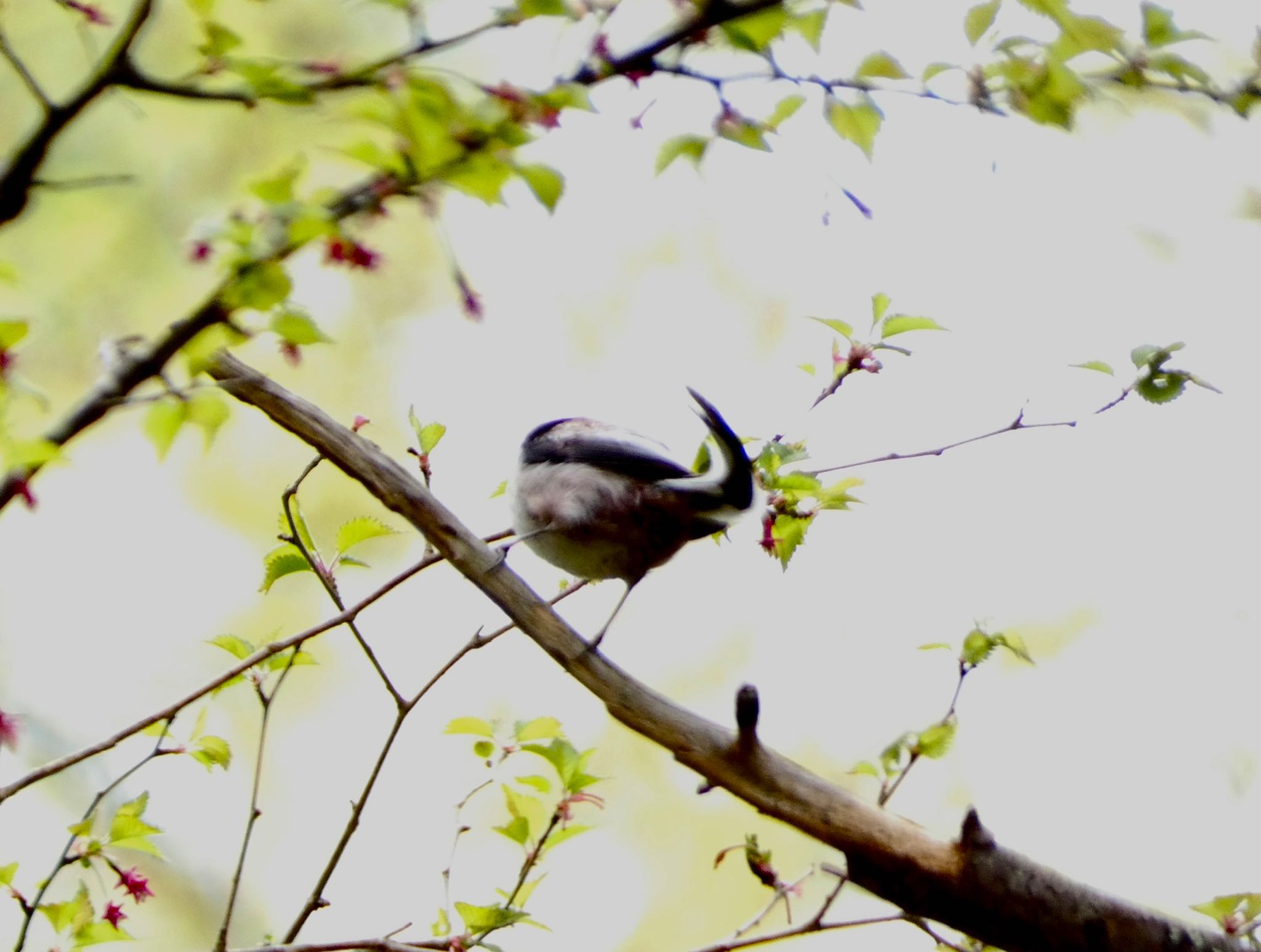 Photo of Long-tailed Tit at 大洞の水場 by koshi