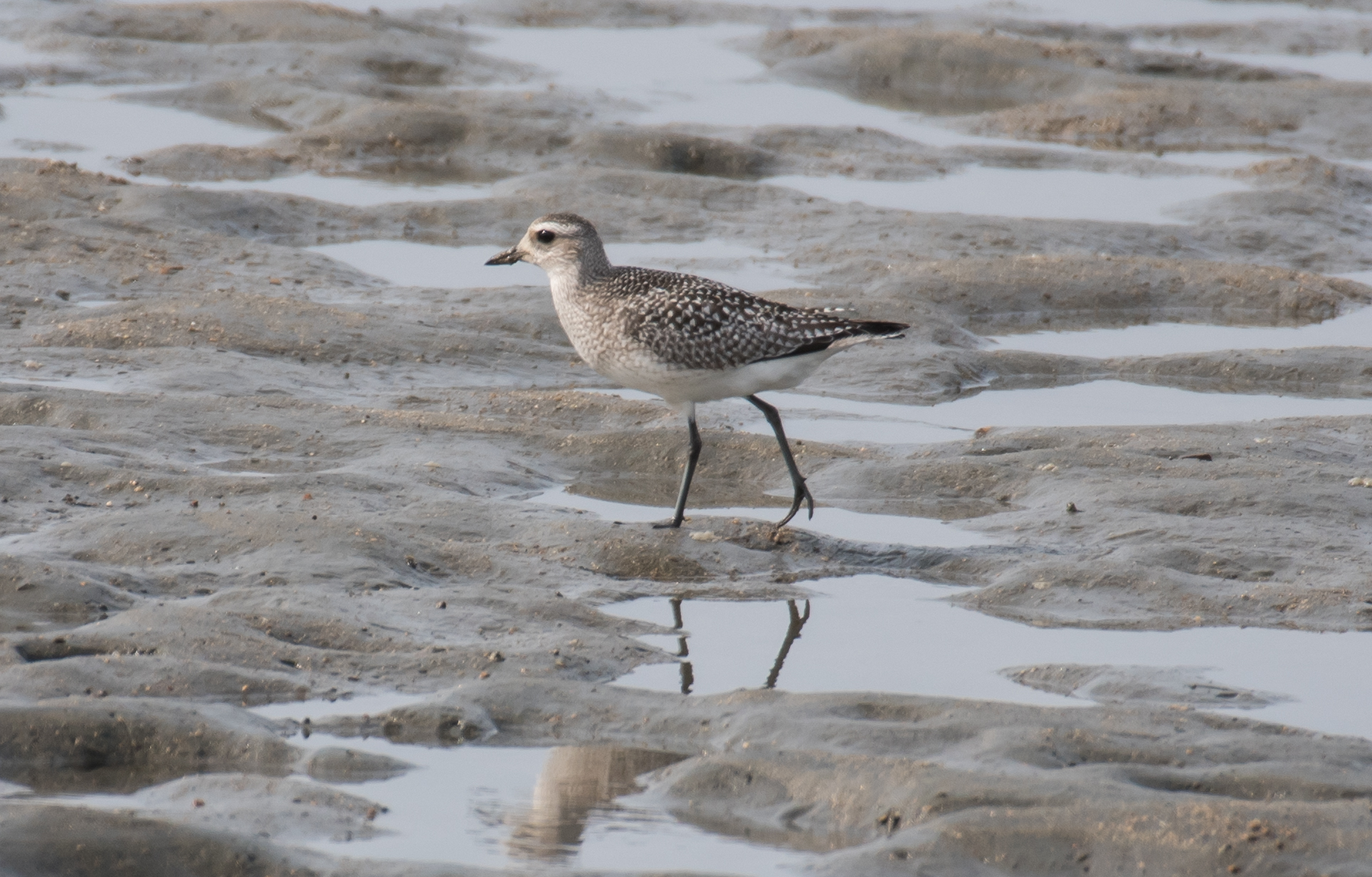 Photo of Grey Plover at 福岡県糸島市 by ピノタン