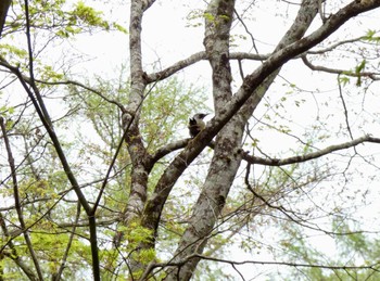 Japanese Green Woodpecker 大洞の水場 Fri, 4/26/2024