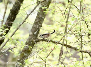 Long-tailed Tit 大洞の水場 Fri, 4/26/2024