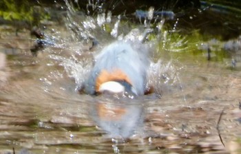 Varied Tit 大洞の水場 Fri, 4/26/2024