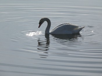 Mute Swan Yamanakako Lake Fri, 4/26/2024