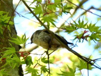 Long-tailed Tit 大洞の水場 Fri, 4/26/2024