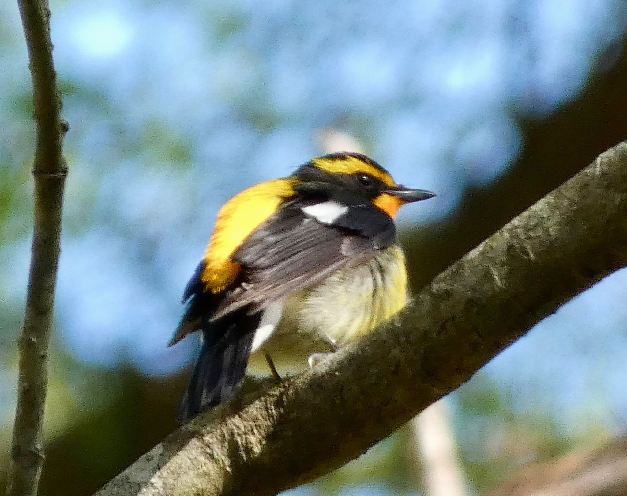 山中湖文学の森 キビタキの写真 by koshi