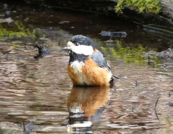 Varied Tit 大洞の水場 Fri, 4/26/2024