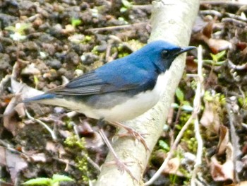 Fri, 4/26/2024 Birding report at 大洞の水場