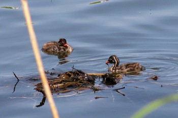 Little Grebe Shakujii Park Sun, 4/28/2024