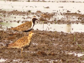 Pacific Golden Plover Inashiki Sun, 4/28/2024