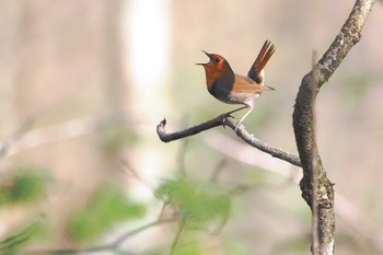 Japanese Robin 伊香保森林公園 Mon, 4/29/2024