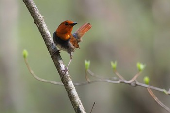 Japanese Robin 伊香保森林公園 Mon, 4/29/2024