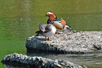 オシドリ 青葉山公園 2024年4月29日(月)