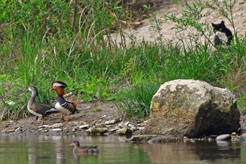 Mandarin Duck Aobayama Park Mon, 4/29/2024