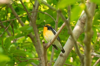 Narcissus Flycatcher 芦屋市総合公園 Sun, 4/28/2024