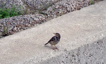 Water Pipit 佐賀県小城市 Unknown Date