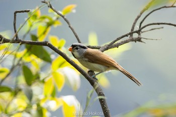 Grey-headed Parrotbill