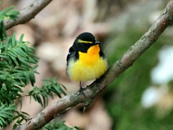 Narcissus Flycatcher Miharashi Park(Hakodate) Mon, 4/29/2024