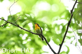 Narcissus Flycatcher 東京都多摩地域 Mon, 4/29/2024